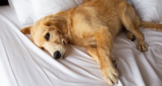 Golden retriever pure breed puppy dog on bed in hotel.