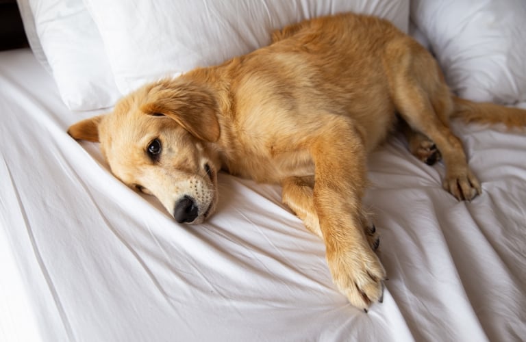 Golden retriever pure breed puppy dog on bed in hotel.