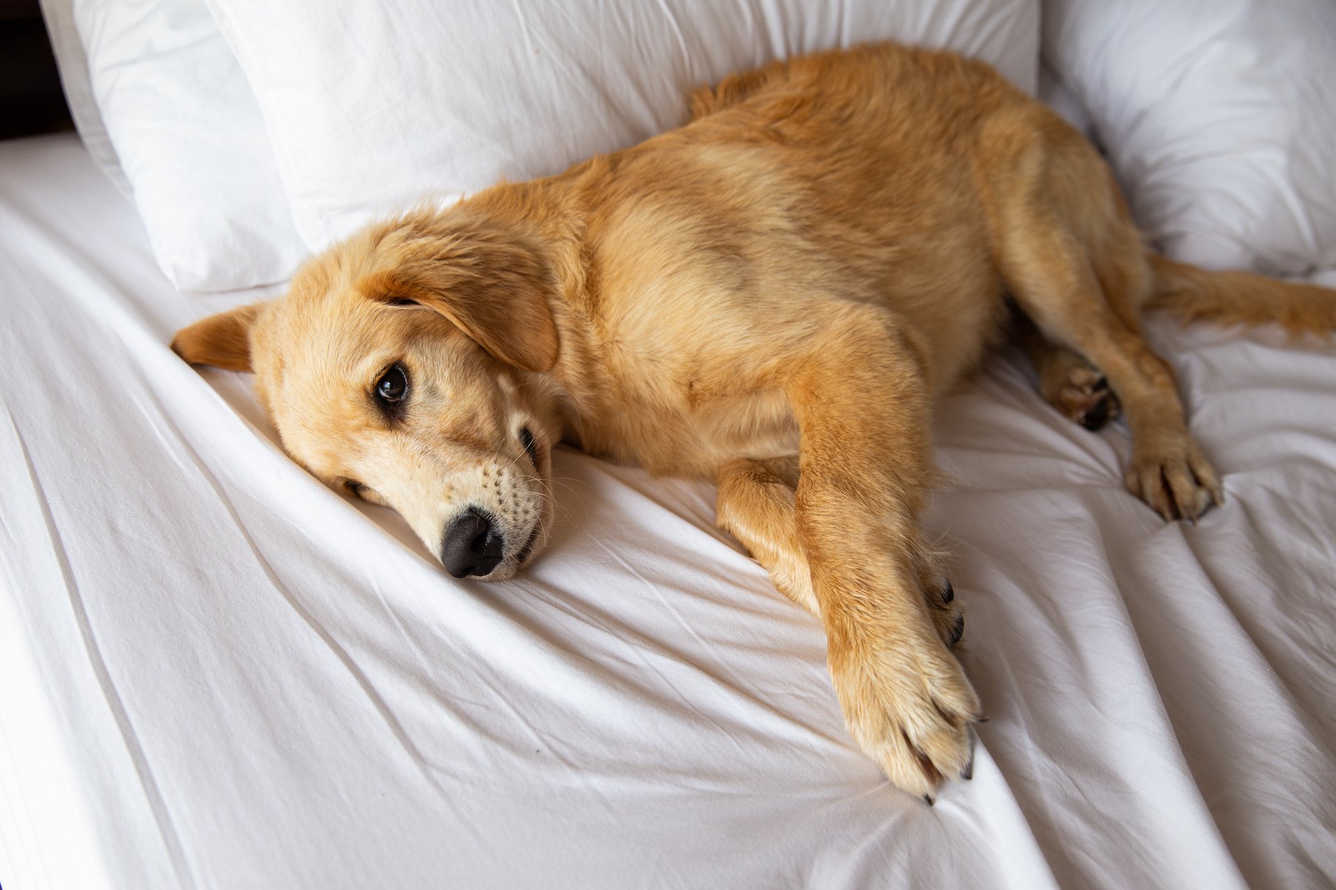 Golden retriever pure breed puppy dog on bed in hotel.